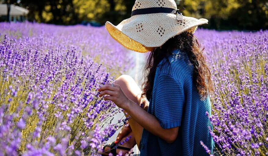 Lavender fields south of France