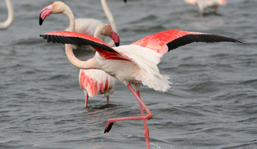 Camargue Day Trip, Pink flamingos in Camargue